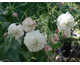Rosa Felicité et Perpétue