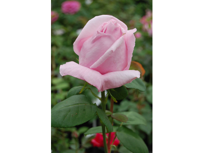 Rosa
