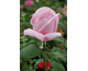 Rosa Fellberg's Rosa Druschki