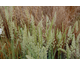 Festuca glauca  (F. cinerea, 'Blue Select')