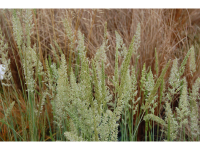 Festuca glauca