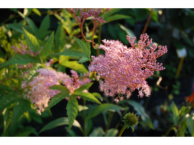 Filipendula