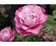 Rosa First Great Western