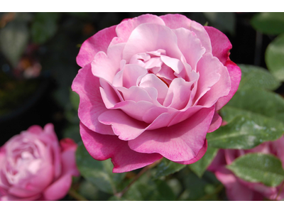 Rosa