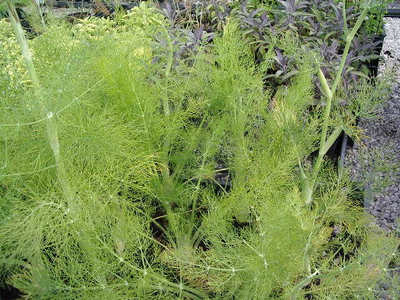 Foeniculum vulgare