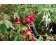 Fuchsia  Mrs Popple