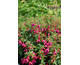 Fuchsia  Tom Thumb