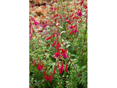 Fuchsia magellanica