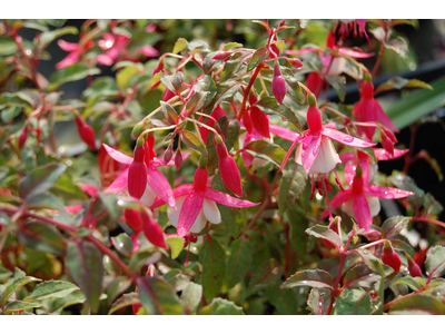 Fuchsia magellanica