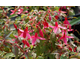 Fuchsia magellanica Mme Cornelissen