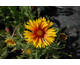 Gaillardia aristata Amber Wheels