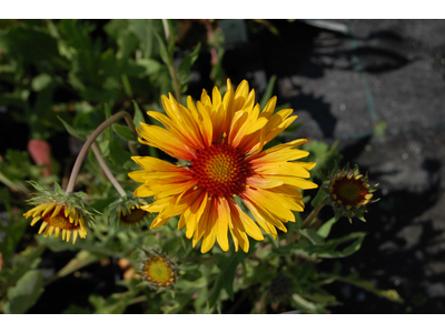 Gaillardia aristata