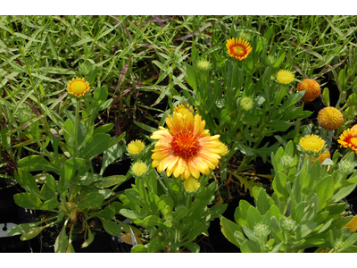 Gaillardia aristata