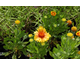 Gaillardia aristata Arizona Apricot