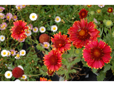 Gaillardia aristata