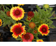 Gaillardia aristata Arizona Sun