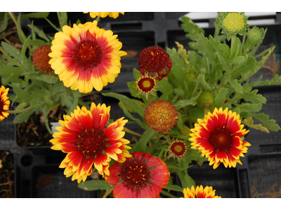 Gaillardia aristata