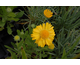 Gaillardia aristata Mesa Yellow