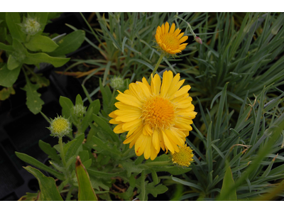 Gaillardia aristata