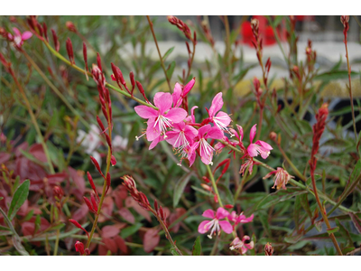 Gaura lindheimeri