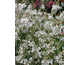 Gaura lindheimeri The Bride