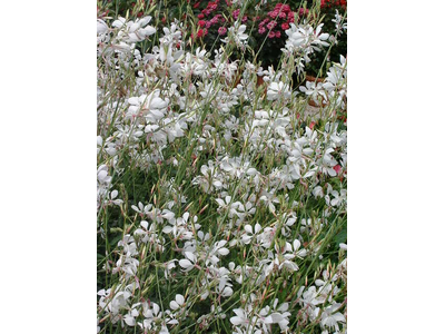 Gaura lindheimeri