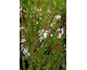 Gaura lindheimeri