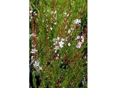 Gaura lindheimeri