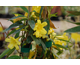 Gelsemium sempervirens None
