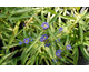 Gentiana dahurica 