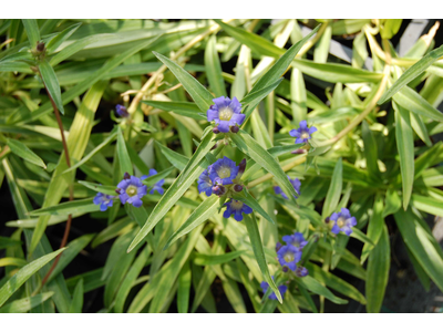 Gentiana dahurica