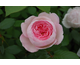 Rosa Geoff Hamilton