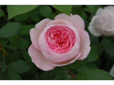 Rosa