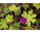 Geranium Anne Thomson