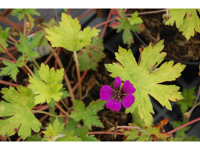 Geranium