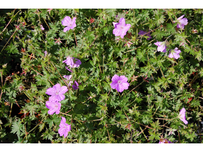 Geranium