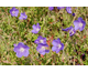 Geranium  Brookside