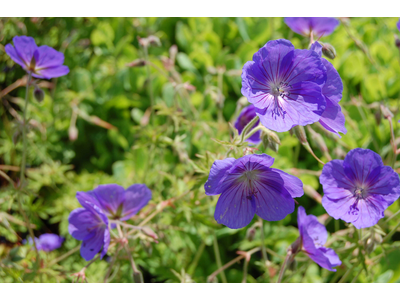 Geranium 