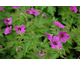 Geranium Patricia ®