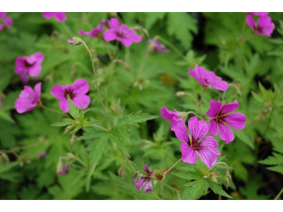 Geranium