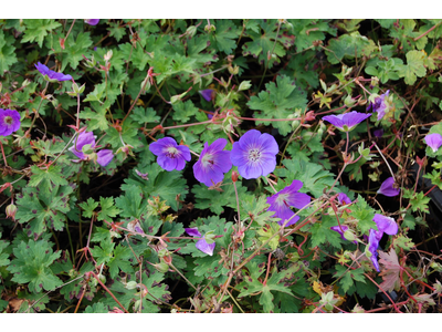 Geranium