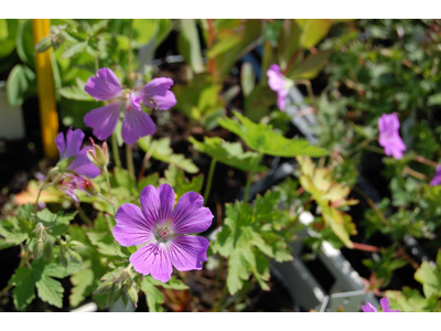 Geranium 