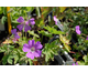 Geranium  Sirak