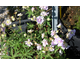 Geranium  Summer Skies ®