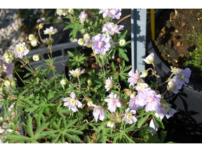 Geranium 