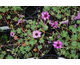 Geranium cinereum Ballerina