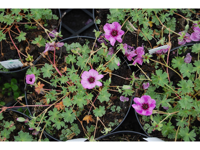 Geranium cinereum