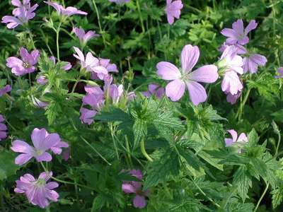 Geranium endressii