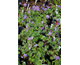 Geranium himalayense Gravetye