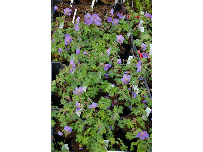 Geranium himalayense